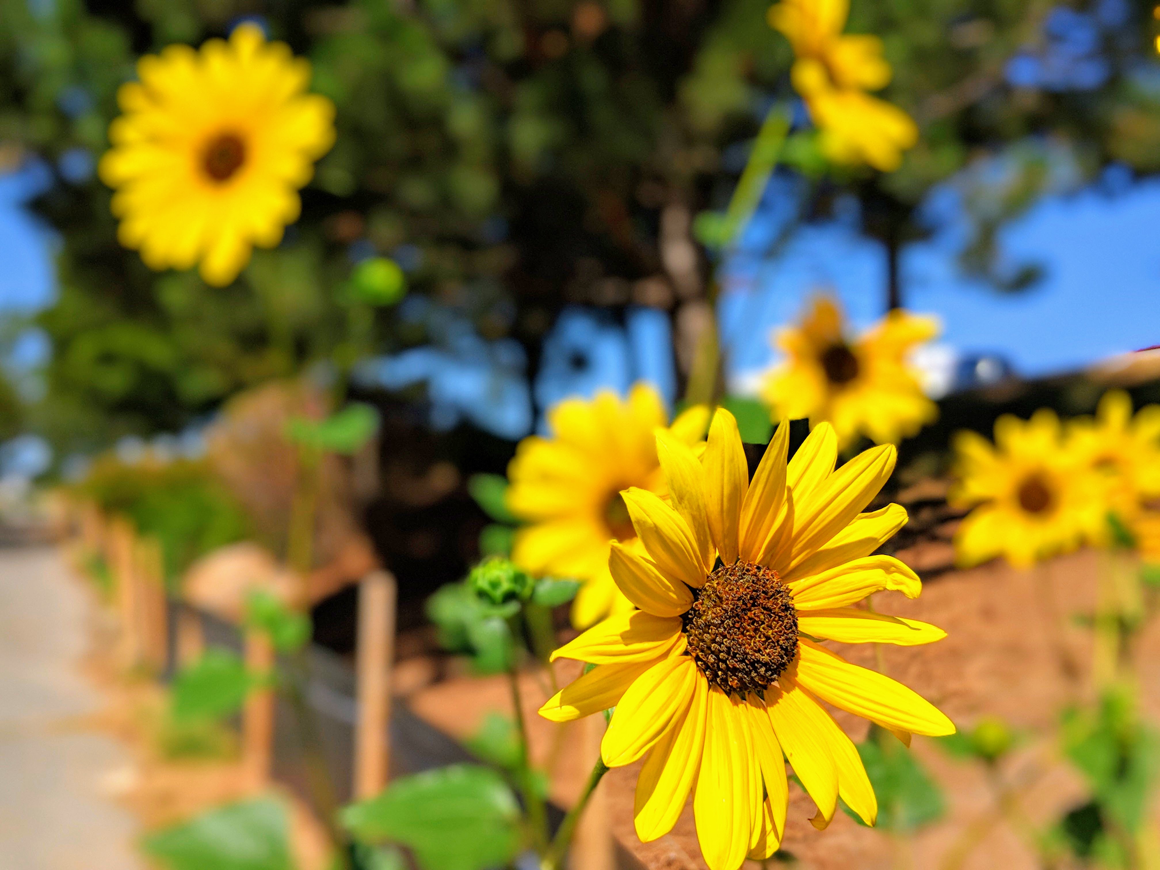 Sunflowers with Depth of Field